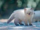 Persian Cat