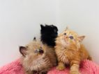 Persian Kittens