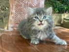 Persian Kittens