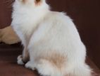 Persian Cat