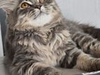 Persian Cat
