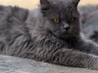 Persian Mix Cat