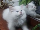 Persian Cat