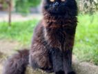 Persian Cats