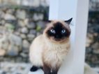 Persian Cat