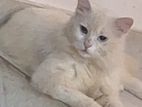 Persian Cat