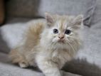 Persian Cat