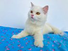 Persian Cat