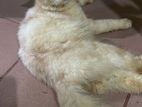 Persian Cat