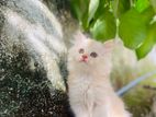 Persian Cat