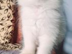 Persian Cat
