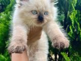Persian Cat