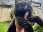 Persian Kitten