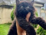 Persian Kitten