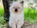 Persian Cat