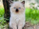Persian Cat