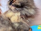 Persian Cat