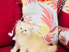 Persian Cat