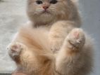 Persian Kittens