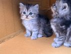 Persian Cat
