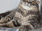 Persian Cat