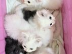 Persian Cat
