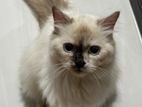 persian cat