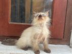 Himalayan Male Cat