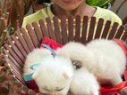 Persian Kittens
