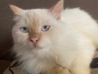 Persian Cat