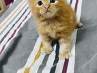 Persian cat