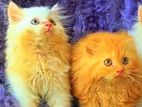 Persian Cat