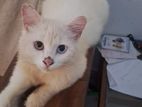 Persian cat