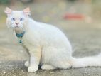 Persian Cat