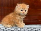 Persian Kittens