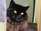 Persian cat