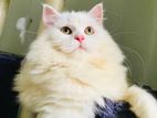 Persian cat