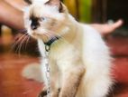 Persian Cat