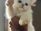 Persian Cat