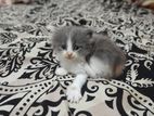 Persian Cats