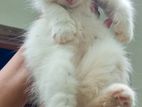 Persian Cat
