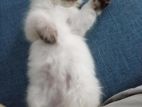 Persian cat