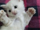 Persian cat