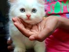 Persian Cat