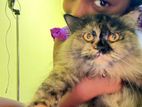 Persian Cat
