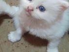 Persian Cat