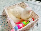 Persian cat