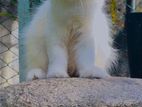 Persian cat