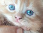 Persian Cat
