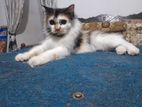 Persian Cat